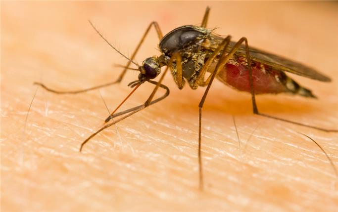 Sivri sinekler, Sivrisineklerden korunmak, Peter Salvatore, Sualtı Dünyam, My Underwater World, Milliyet blog