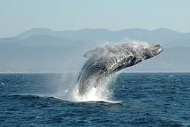 İspermeçet Balinası, Peter Salvatore, Sualtı Dünyam, İspermeçet balinası özellikleri