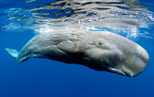 İspermeçet balinası, İspermeçet balinası özellikleri, İspermeçet balinası ağırlığı