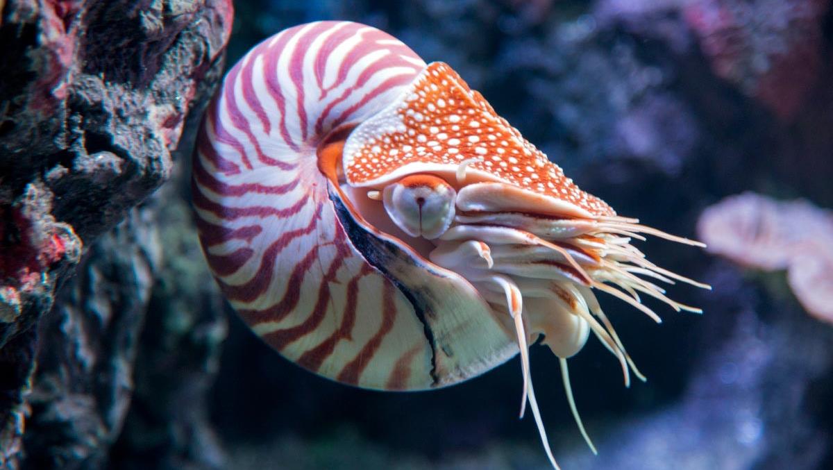 nautılus nedir, nautilus nerede yaşar, nautilus kaç metre derinlikte yaşar, odacıklı nautilus nedir