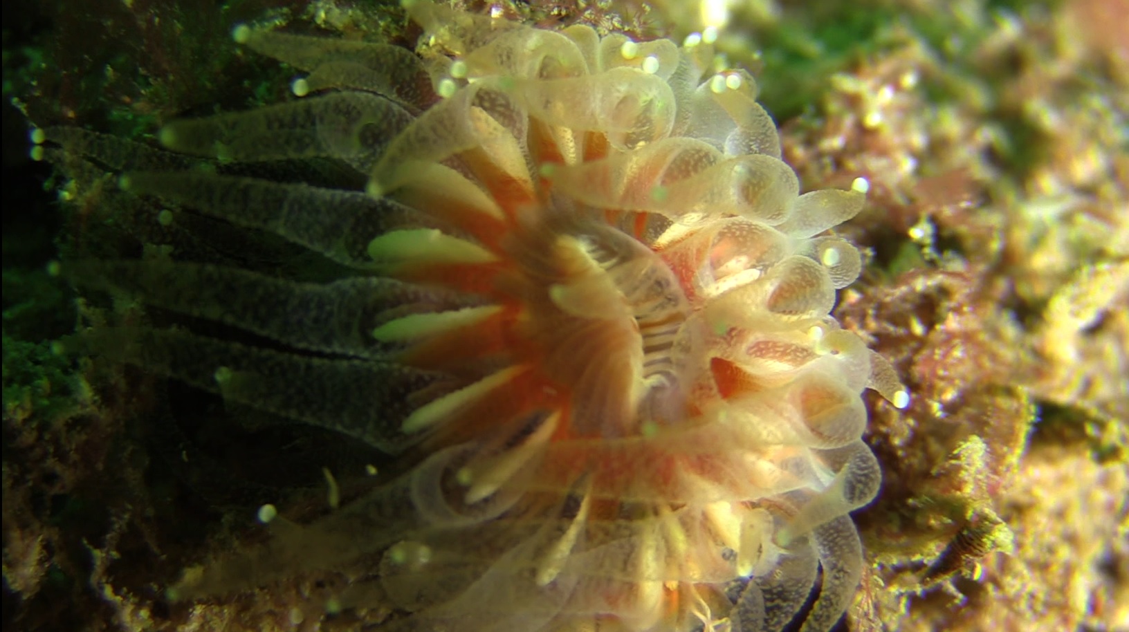Sualtı Dünyamda Hissettiklerim, Pines, Sualtı Dünyam, Peter Salvatore, sualtı canlılığı