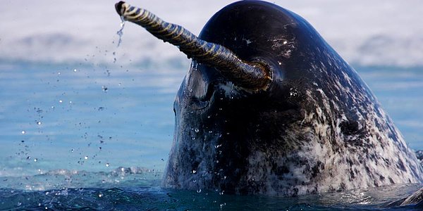 narval balinası nedir, deniz gergedanı nedir, derniz gergedanları nerede yaşarlar, narval balinası nerede yaşar, narval balinası tehlikelimidir