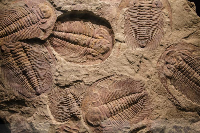 trilobit fosili, trilobitler, Peter Salvatore, Sualtı Dünyam, trilobit gözü, trilobit böceği