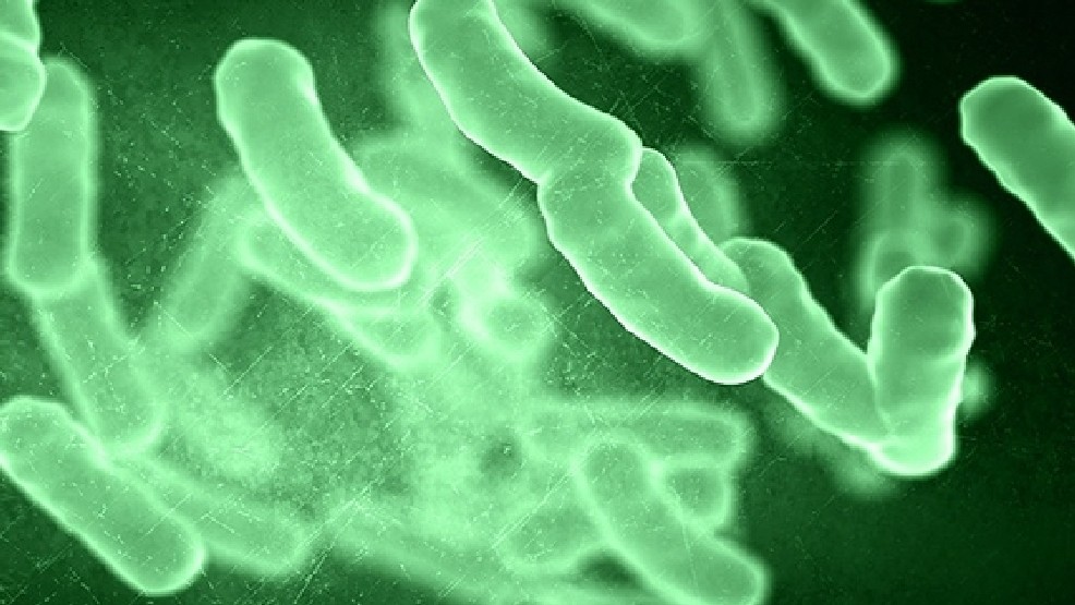 vibrio vulnificus nedir, vibrio vulnificus nerede yaşar, vibrio vulnificus zararlımıdır