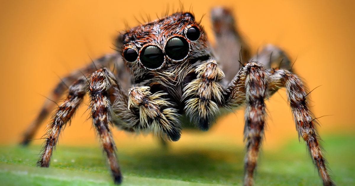 Zıplayan örümcek, bungee jumping örümceği, Peter Salvatore, Sualtı Dünyam