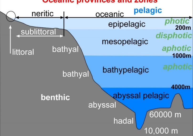 batipelajik, batipelajik zone, batypelagic neresidir