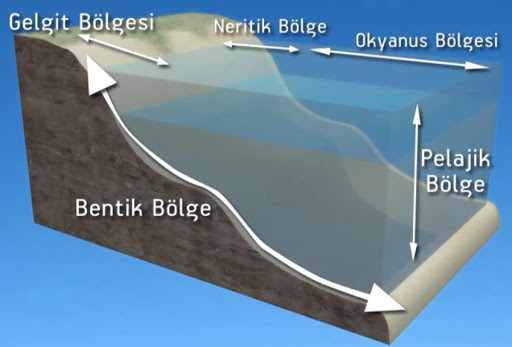 bentik bölge neresidir, bentik nedir, bentik denizler