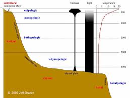mesopelajik nedir, mesopelajik bölge neresidir, mesopelajik canlılar