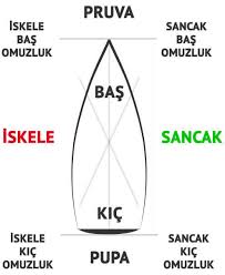 geminin pupası neresidir, pupa neresidir, pupa nedir