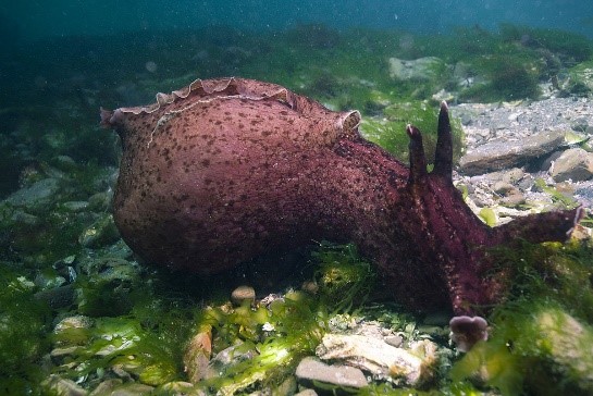 Alpysia, Aplysia californica, Ayla Sarıoğlu yazıları, hayvan feromenleri nedir, hayvan feromenlerinin davranışı