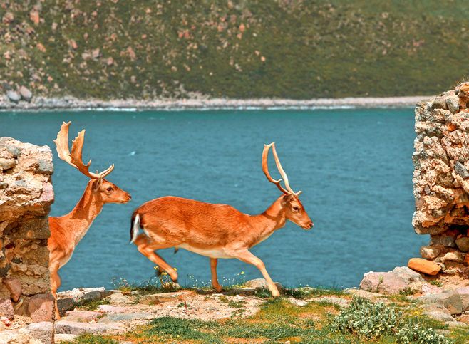 Limni adası nerededir, limni adasına nasıl gidilir, limni adası hakkında bilgiler, limni adası tarihi hakkında bilgiler, limni adasında dalış yapmak