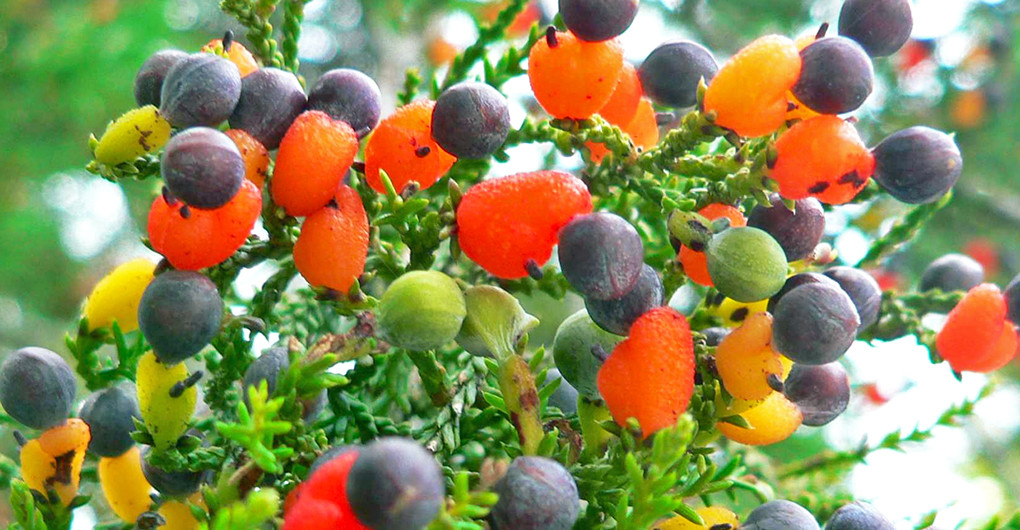 40 Çeşit Meyve Veren Ağaç, meyve çeşitleri ile dolu ağaç, Van Aken, Sanat