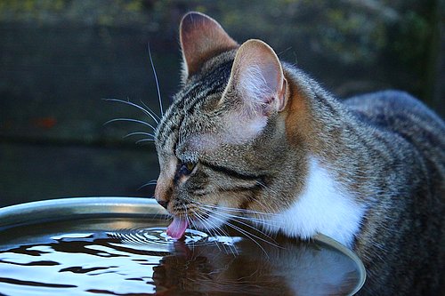 bir kap yada su damlası, kedilere bakmak, bir kap ve su damlasının önemi, hayvanların önemi