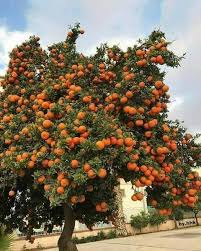 portakal ağacı, bodrumda portakal ağaçları, Nezahat göçmen yazıları, kariyerinin son noktasındaki portakal ağacı