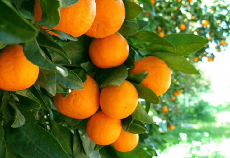 kariyerinin son noktasındaki portakal ağacı, portakal ağaçları, Nezahat göçmen yazıları