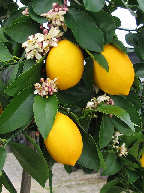 Limon çiçekleri nedir, limon çiçekleri nerede yetişir, limon ağaçları nerede bulunur, bodrumda limon çiçekleri